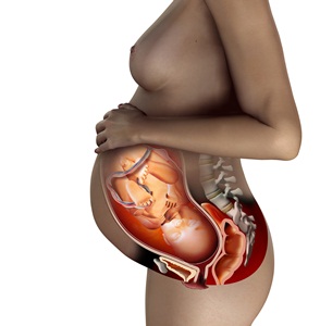 Computer artwork showing a full-term fetus in the womb.