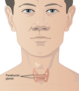 The parathyroid glands are located in the neck just behind the butterfly-shaped thyroid gland