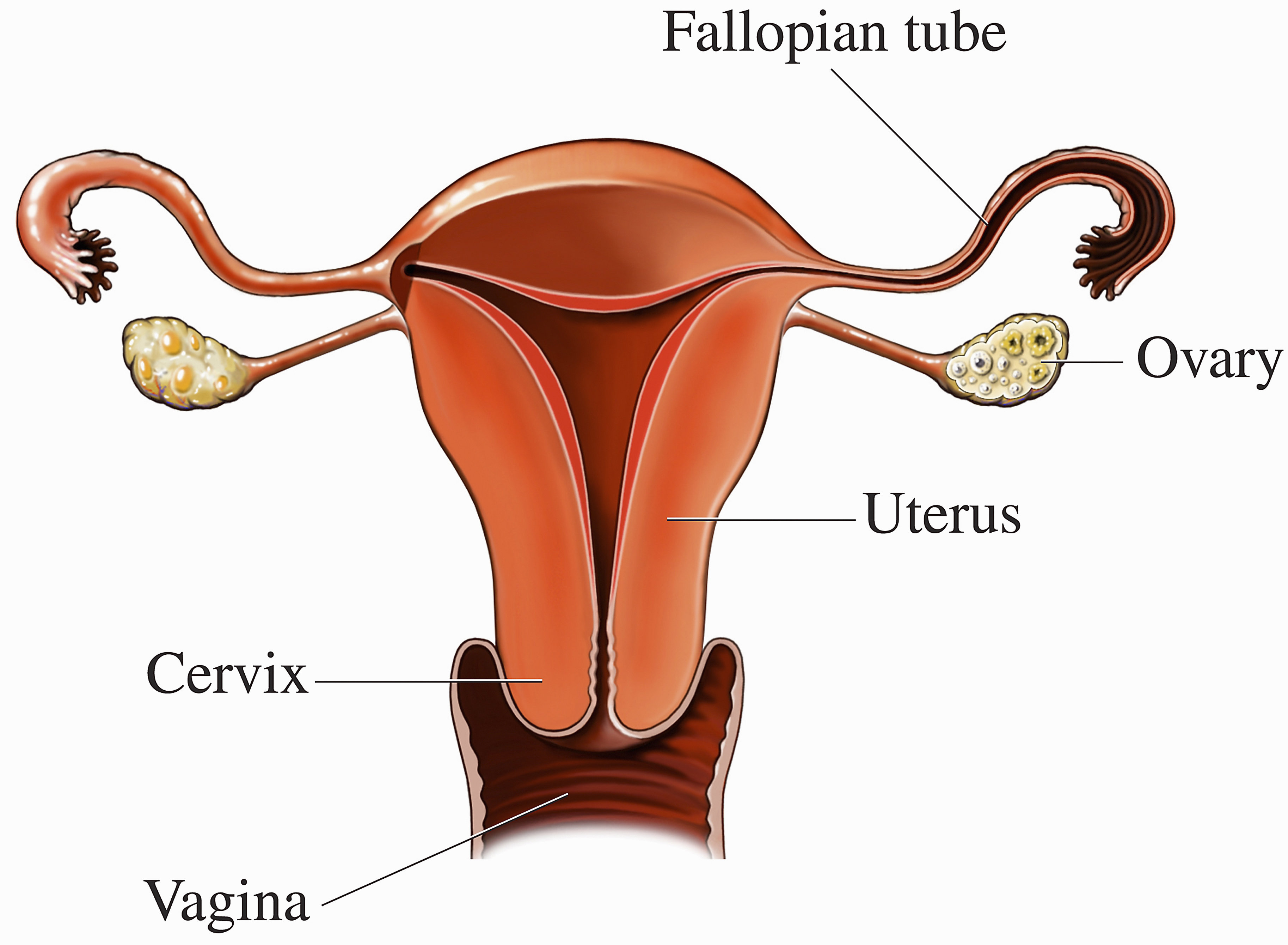 Artwork of the female reproductive system, showing the location of the ovaries.