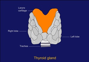 Artwork showing location of the thyroid gland in t