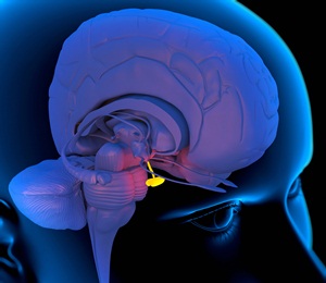 Computer artwork of a person&#39;s head showing the left hemisphere of the brain inside. The highlighted area (centre) shows the pituitary gland attached to the bottom of the hypothalamus at the base of the brain.