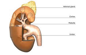 Graphic showing a section through the right kidney with the main structures labelled.