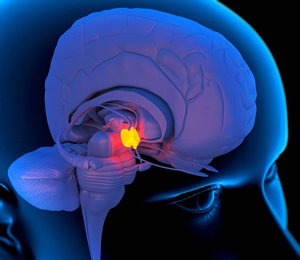 Computer artwork of a person&#39;s head showing the left side of the brain with the hypothalamus highlighted.