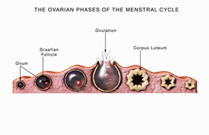 The ovarian phases of a 28-day menstrual cycle. Ovulation occurs mid-cycle.