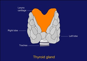 Diagram showing the location of the thyroid gland in the neck. It has two lobes and sits in front of the windpipe (trachea). The voice box (larynx) sits just above the thyroid.