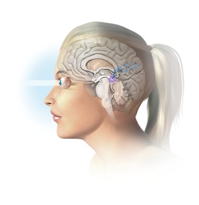 Melatonin is produced by various tissues in the body, although the major source is the pineal gland in the brain. Melatonin (blue) is produced naturally from the amino acid tryptophan, by the pineal gland (purple) at night-time. Night-time is detected by reduced light entering the eyes (left), and the arrow shows the melatonin secretion signal sent by the <a  href='/glossary/o#optic-nerve' data-toggle='popover' data-trigger='hover' title='optic nerve' data-content='1862' >optic nerve</a> to the pineal gland once darkness has fallen.