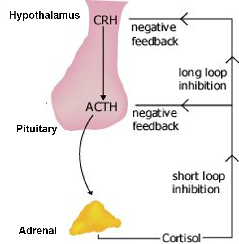 Corticotrophin-releasing hormone from the hypothalamus acts on the pituitary (inset), which secretes ACTH. ACTH travels to the adrenal glands via the bloodstream (arrow). Cortisol from the adrenal then feeds back to the hypothalamus to shut down the cycle.