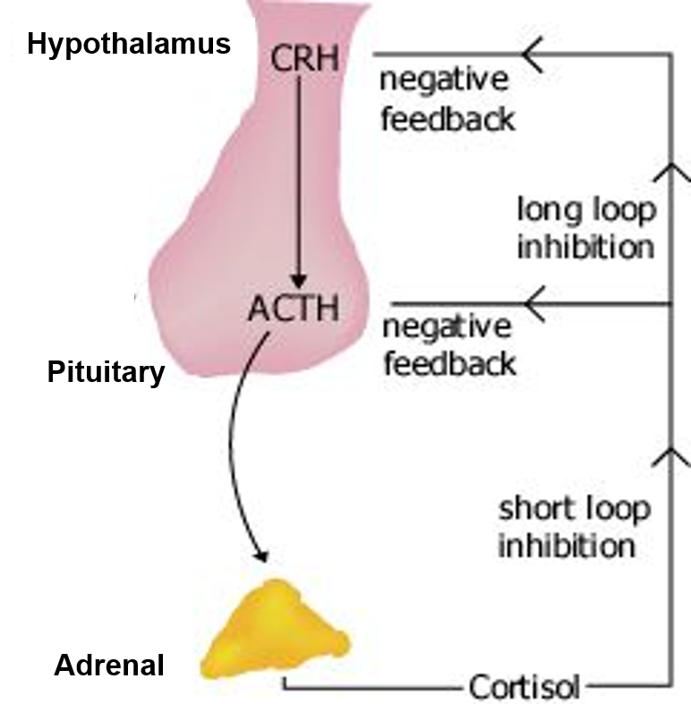 gland that secretes cortisol