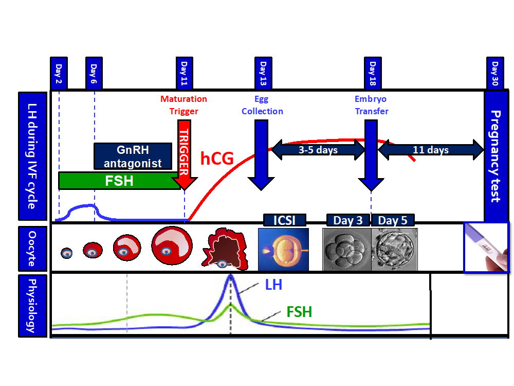 Visual representation of an IVF cycle