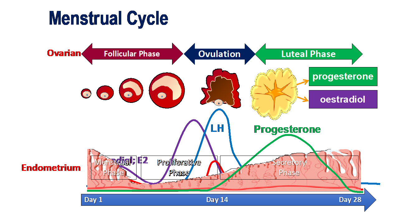 Diagram of the menstrual cycle