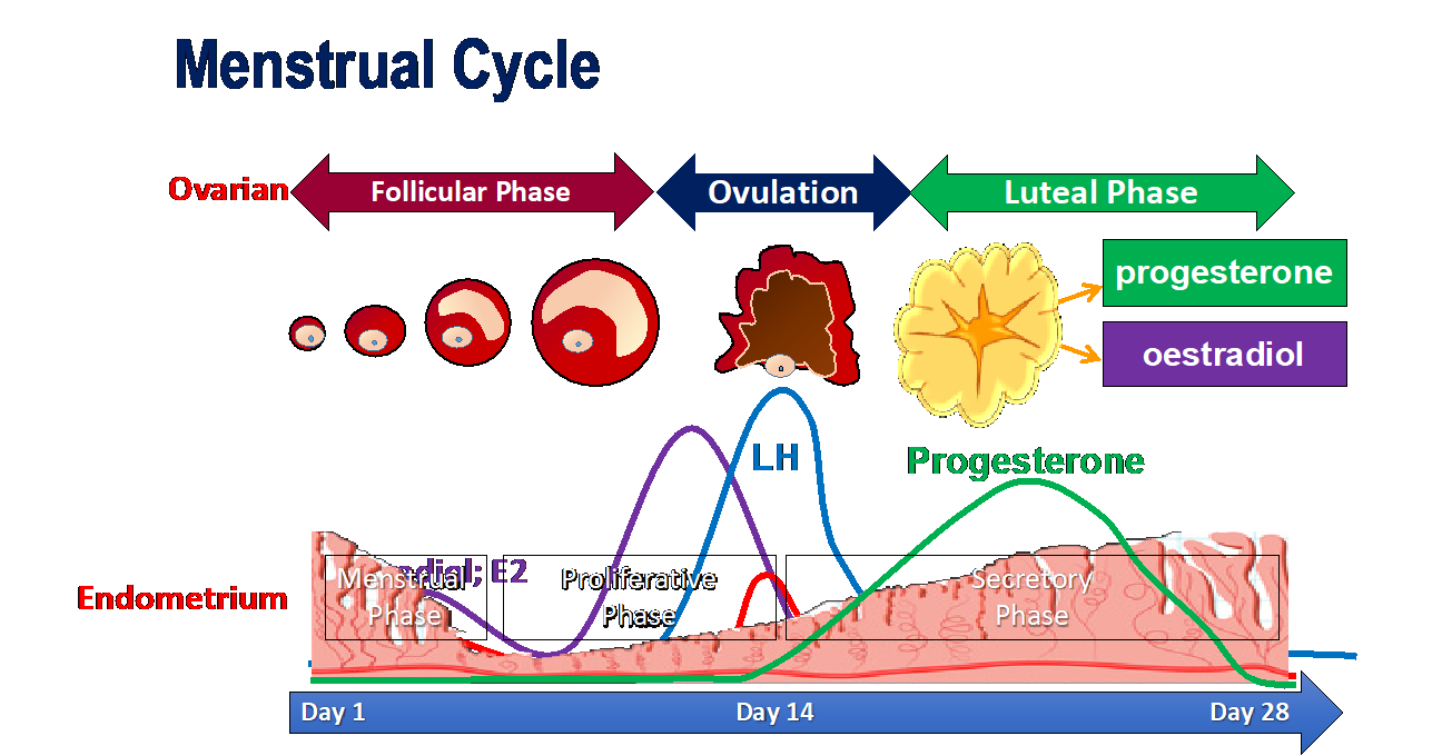 Fases periodo menstrual