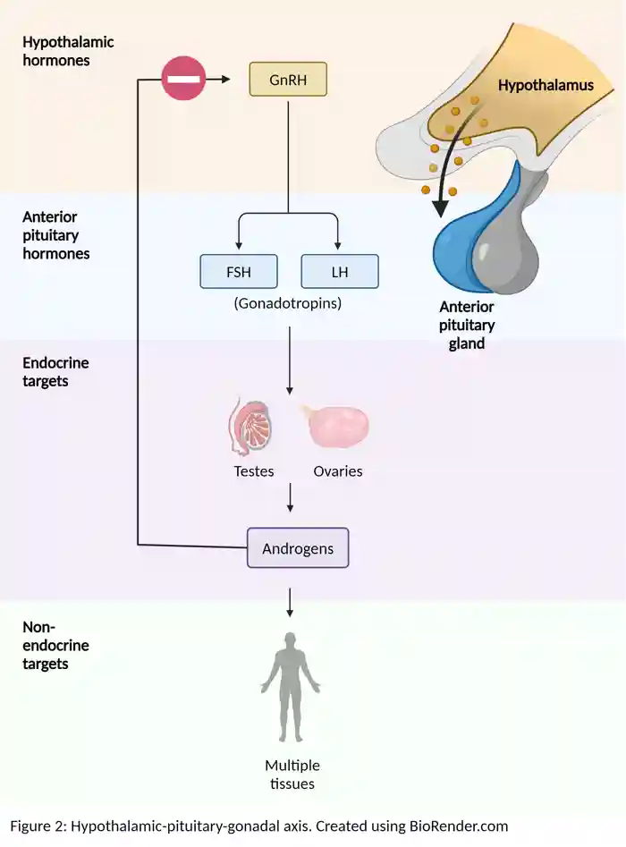 Hypothalamic-pituitary-gonadal-axis. Images created using Biorender