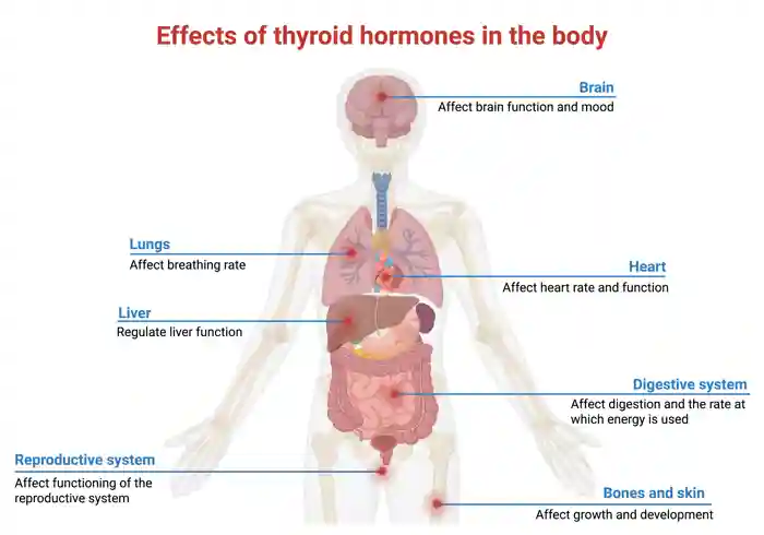 The effects of thyroid hormones in the body. Image created using Biorender