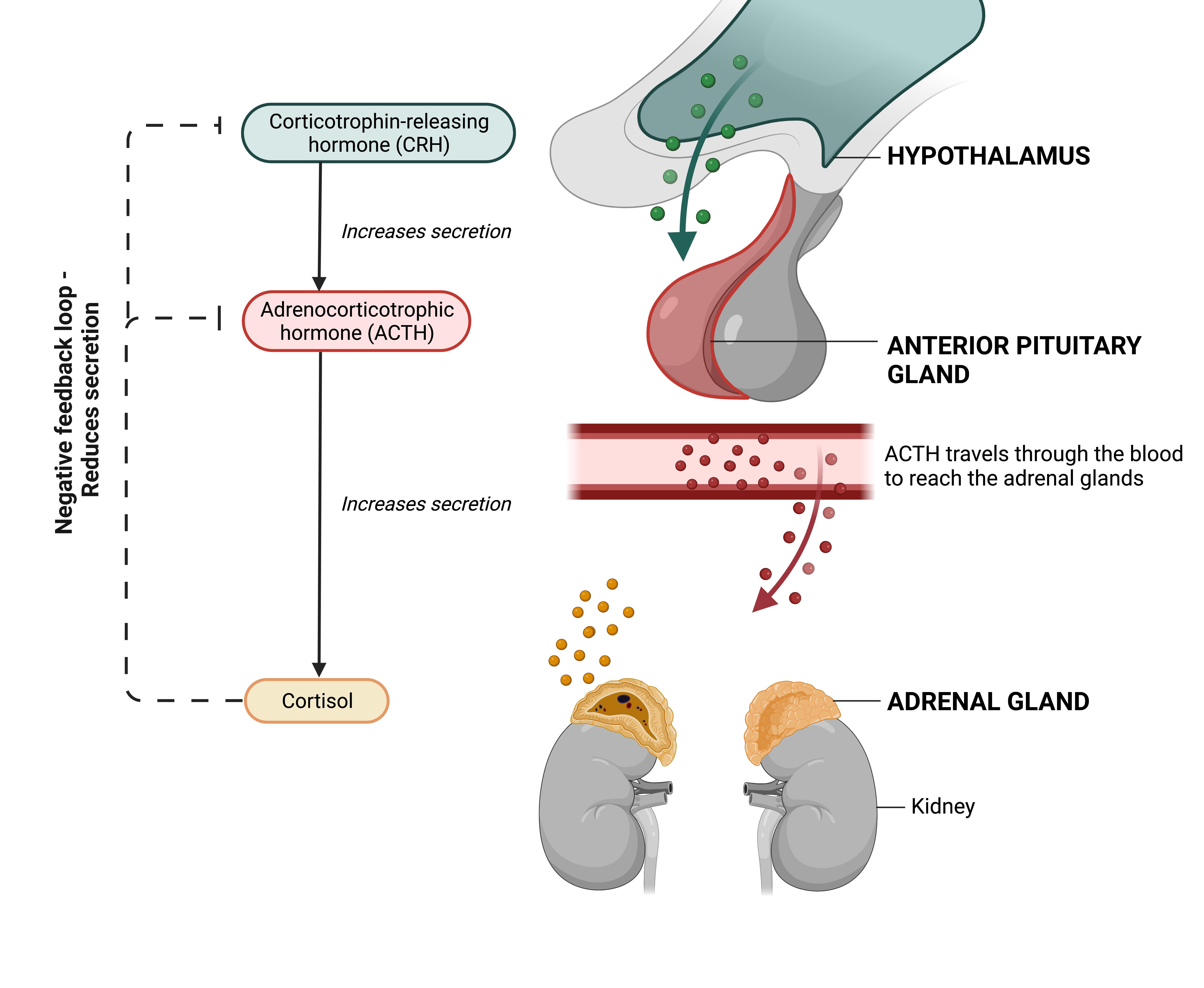 The hypothalamus secretes corticotrophin-releasing hormone (CRH) which stimulates the <a  href='/glossary/a#anterior' data-toggle='popover' data-trigger='hover' title='anterior' data-content='1751' >anterior</a> pituitary gland to secrete adrenocorticotrophic hormone (ACTH). ACTH travels via the bloodstream and stimulate the secretion of cortisol from the adrenal glands. As the cortisol levels rise, this blocks the release of CRH from the hypothalamus and ACTH from the anterior pituitary gland. As a result, the reduction in CRH and ACTH levels lead to reduced cortisol levels. This is called a <a  href='/glossary/n#negative-feedback' data-toggle='popover' data-trigger='hover' title='negative feedback' data-content='1853' >negative feedback</a> loop.