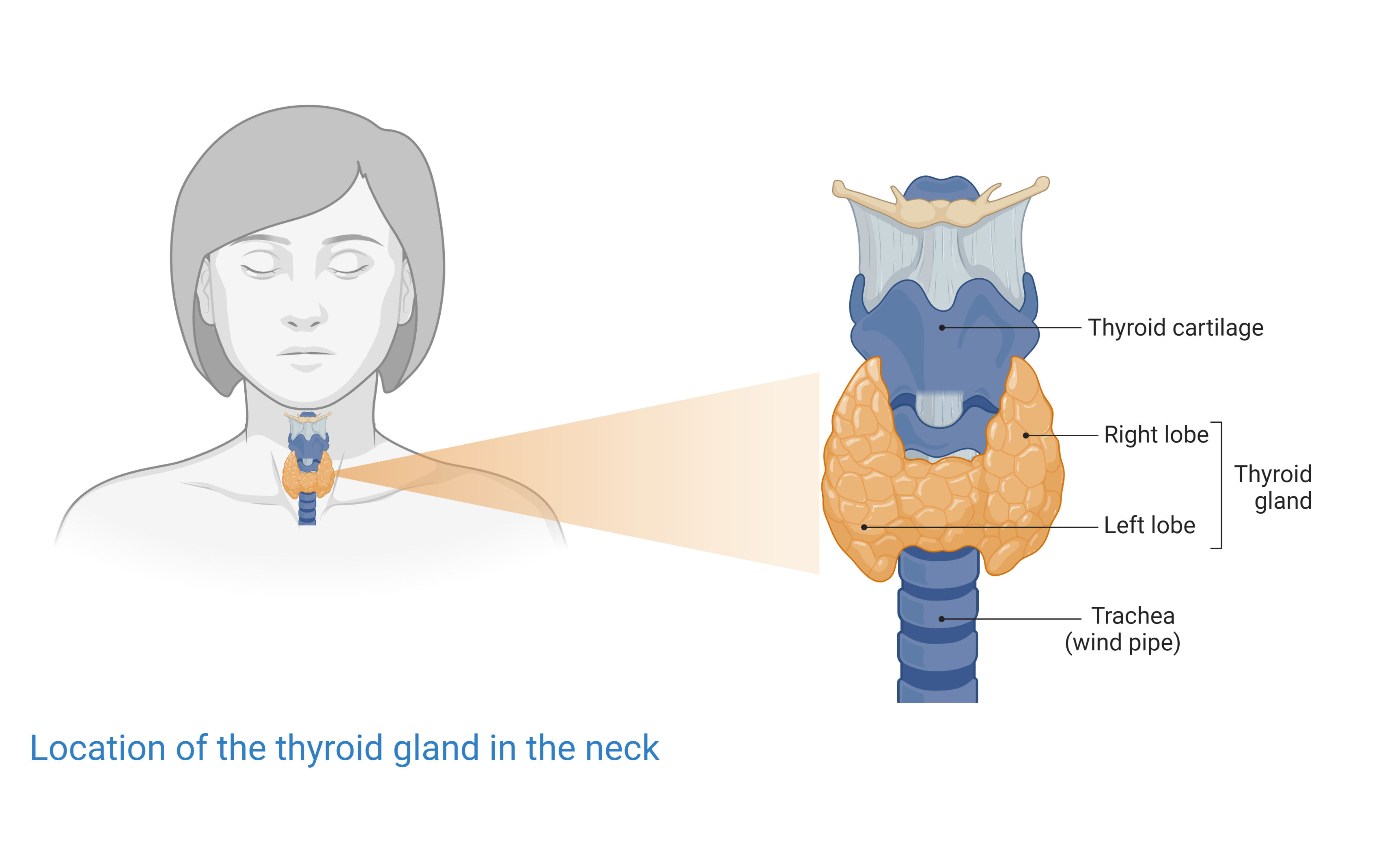 Diagram showing the location of the thyroid gland in the neck. It has two lobes and sits in front of the windpipe (trachea). The voice box (<a  href='/glossary/l#larynx' data-toggle='popover' data-trigger='hover' title='larynx' data-content='1832' >larynx</a>) sits just above the thyroid. Image created using Biorender.