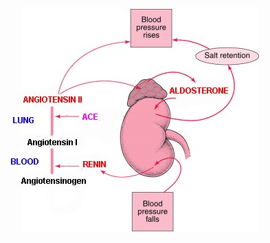 Renin–angiotensin–aldosterone system