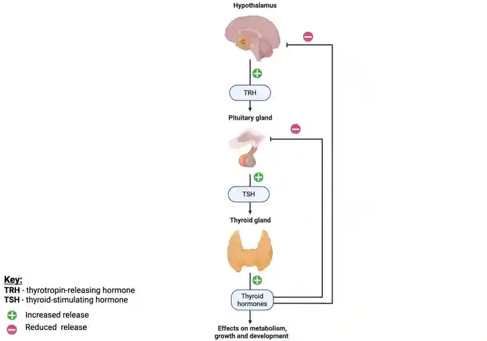 Diagram showing the hypothalamic-pituitary-thyroid axis (HPT). The highlighted areas show the hypothalamus and the <a  tabindex='0' class='popover-dismiss' href='/glossary/a#anterior' data-target-type='glossary' data-target-url='/glossary/a#anterior' data-bs-toggle='popover' data-bs-trigger='focus' title='anterior' data-bs-content='1751' >anterior</a> pituitary. Image created using Biorender