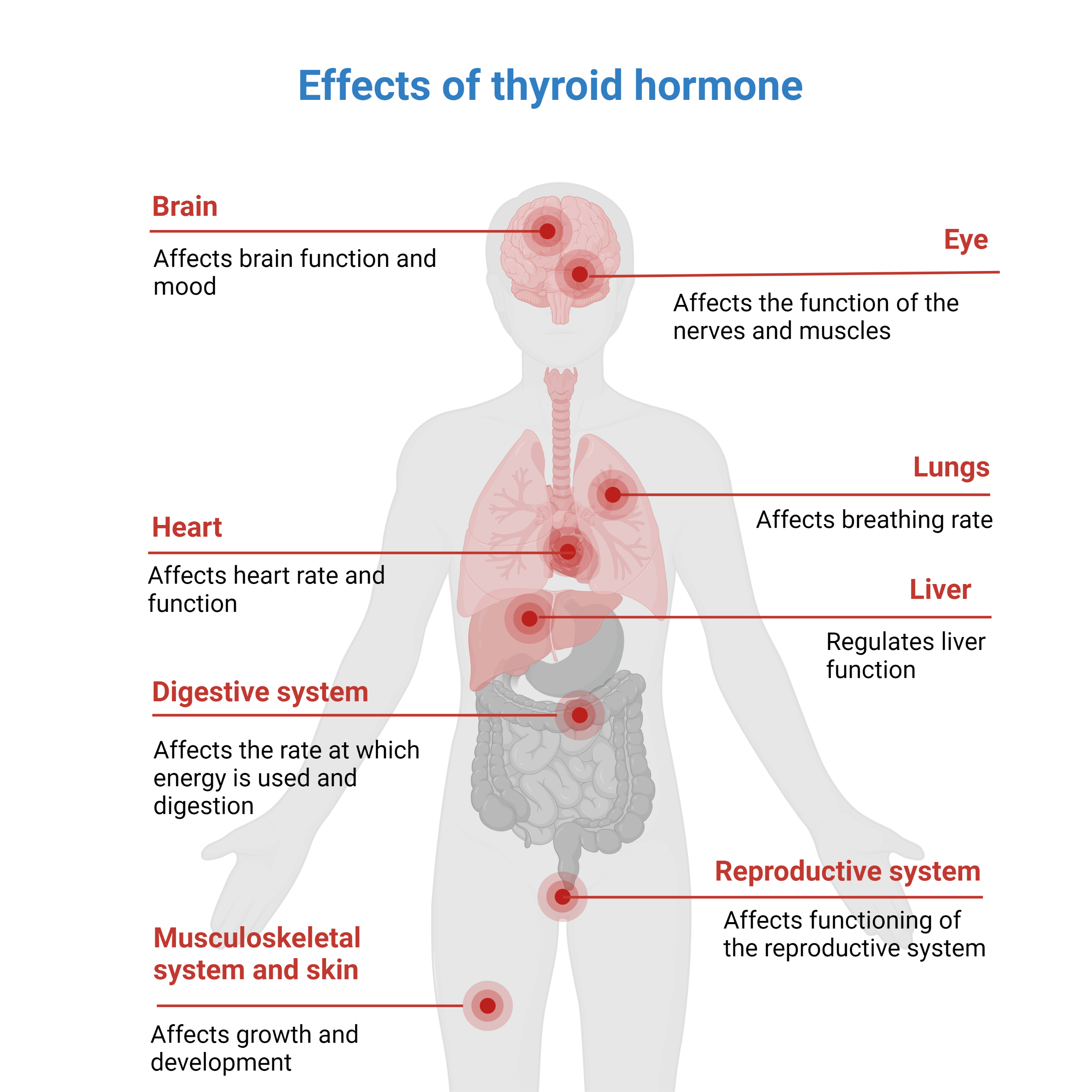 Diagram showing the effects of the thyroid hormone on various organs. Image created using Biorender.