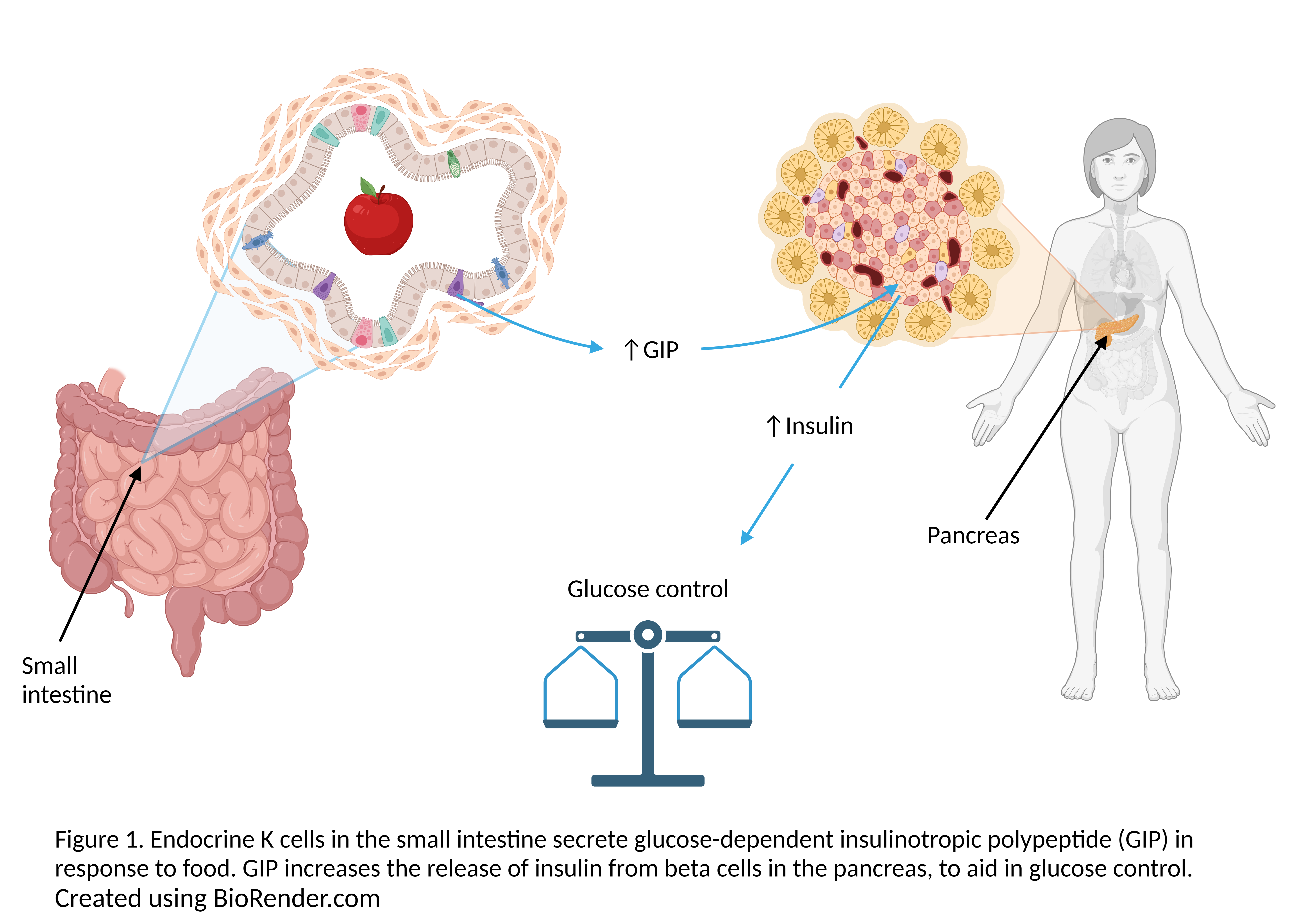 How Insulin Works With Glucose