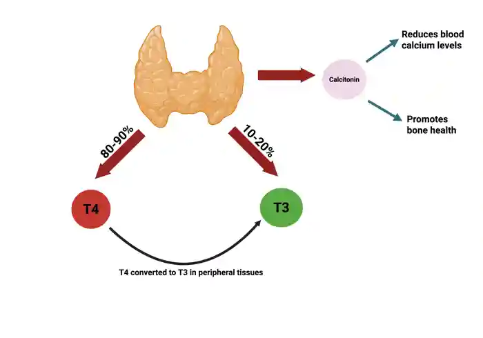 Image shows the hormones produced by the thyroid gland. These include thyroxine (T4), triiodothyronine (T3) and calcitonin. T3 and T4 are collectively called thyroid hormones. Image created using Biorender