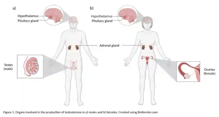 Glands involved in the production of testosterone. Images created using Biorender