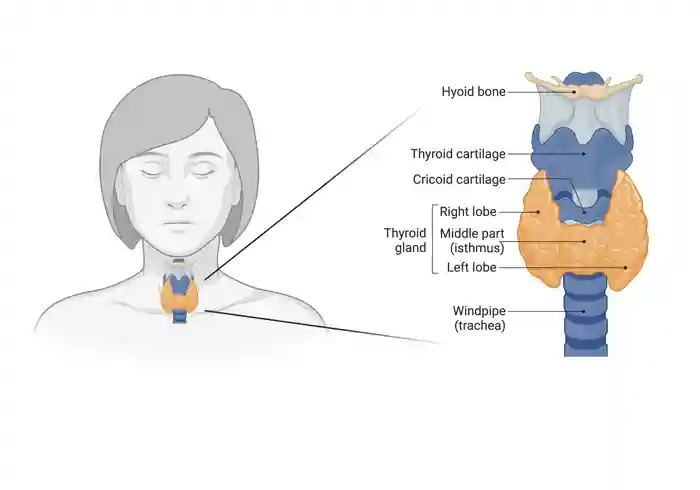Diagram showing the location of the thyroid gland in the neck. It has two lobes and sits in front of the windpipe (trachea). The voice box (larynx) sits just above the thyroid. Image created using Biorender